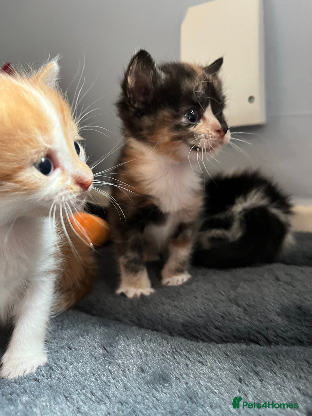Mixed Breed cats for sale: 1 boy 2 girl kittens - Image 4