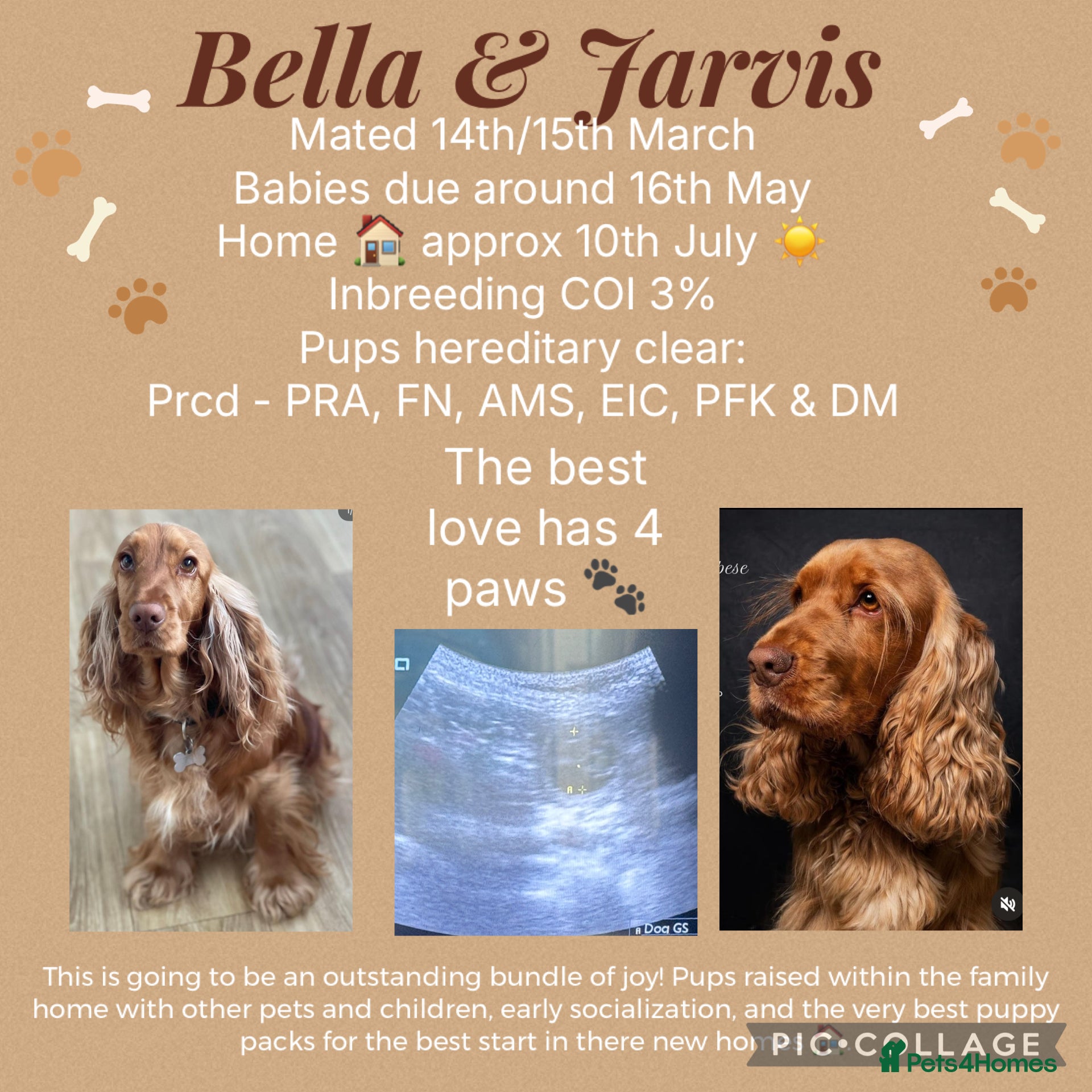 Cocker Spaniel dogs 💛Show Cocker Spaniel Litter – Waiting List Open - Advert 1