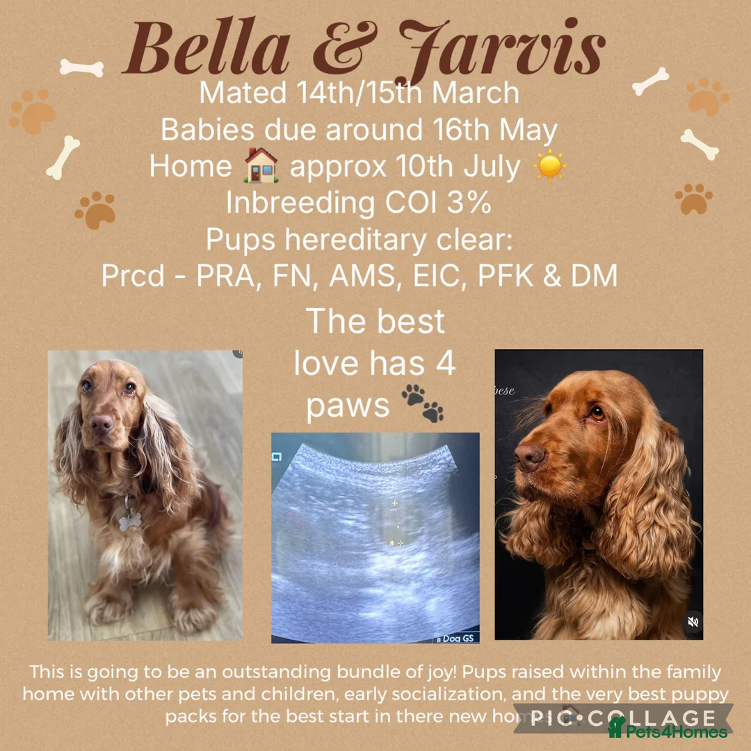 Cocker Spaniel dogs for sale: 💛Show Cocker Spaniel Litter – Waiting List Open - Advert 1