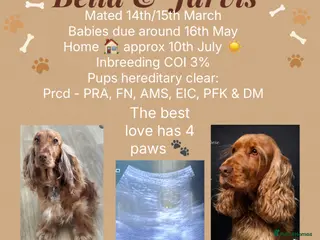 Cocker Spaniel dogs 💛Show Cocker Spaniel Litter – Waiting List Open - Advert 1