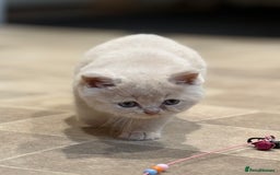 British Shorthair cats for sale: British Shorthair Kittens - Image 3