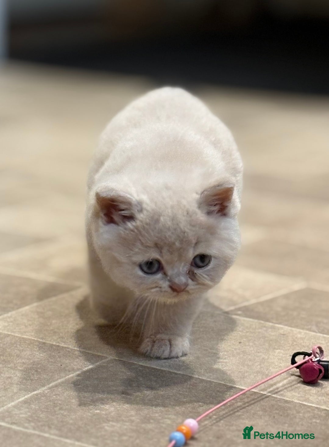 British Shorthair cats for sale: British Shorthair Kittens - Image 3