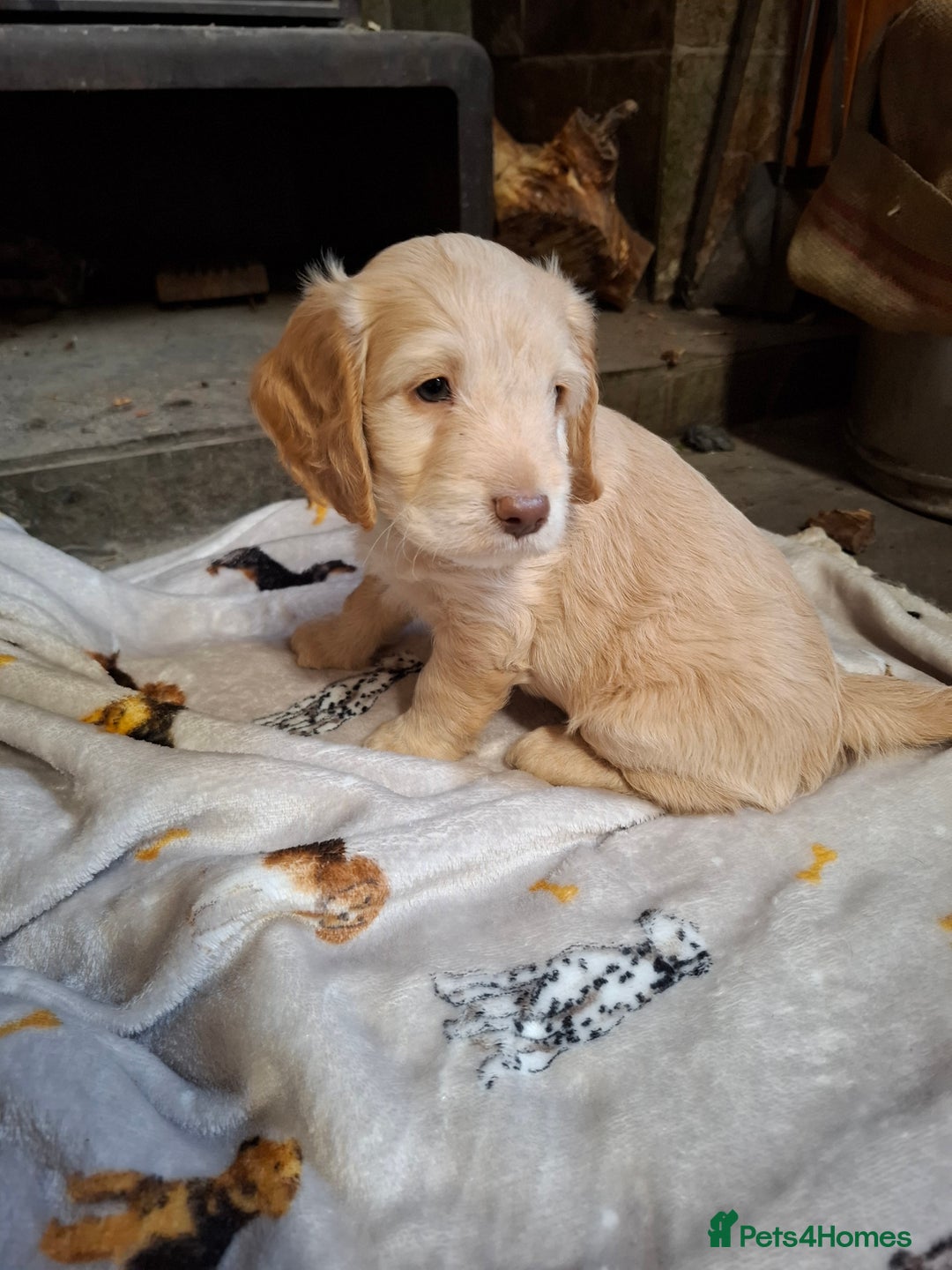 Cockapoo dogs for sale: Beautiful Cockapoo Puppies For Sale  - Image 9