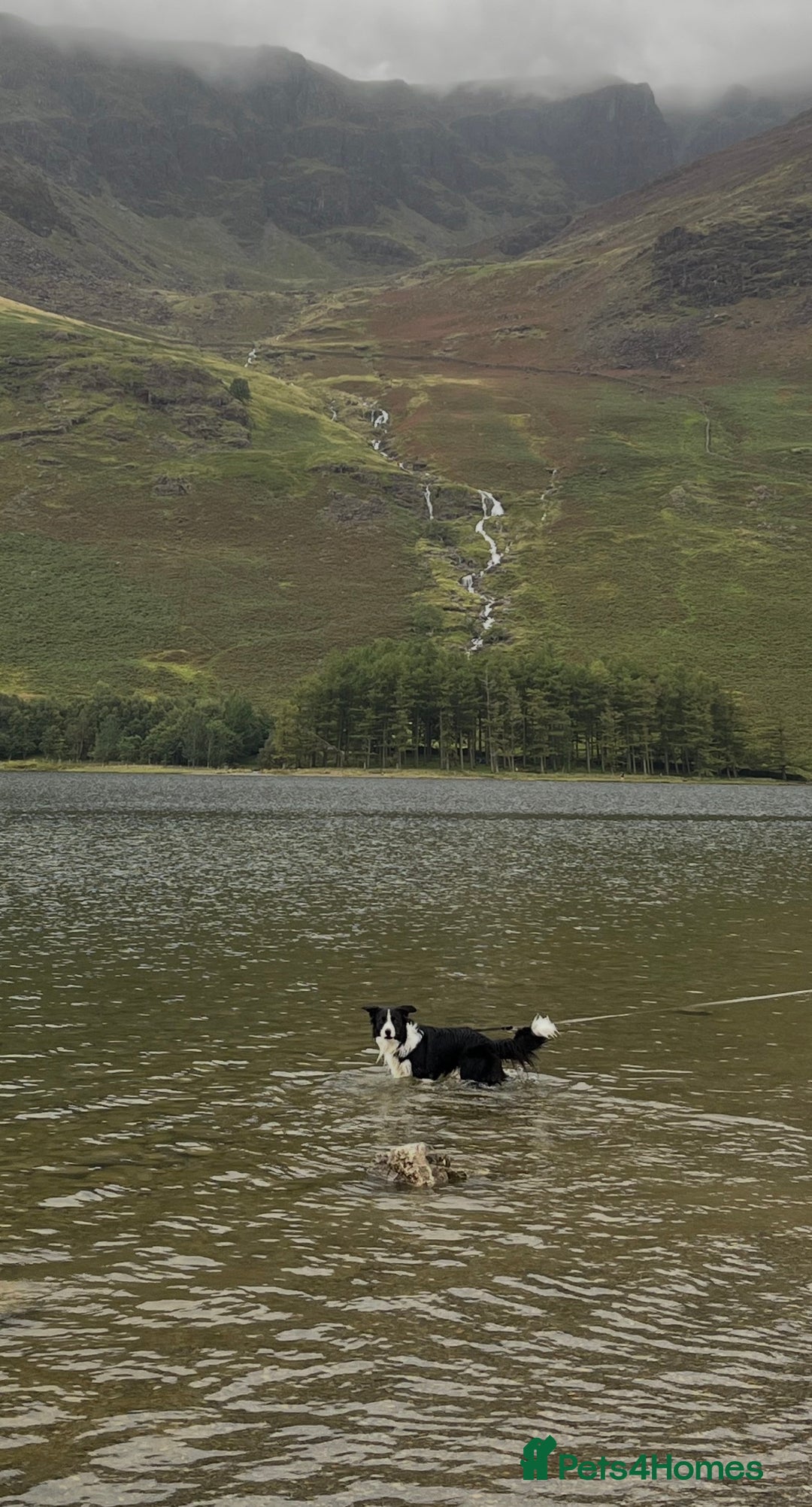 Border Collie dogs for stud: 🐾 Handsome Purebred Border Collie Stud 🐾 - Advert 12