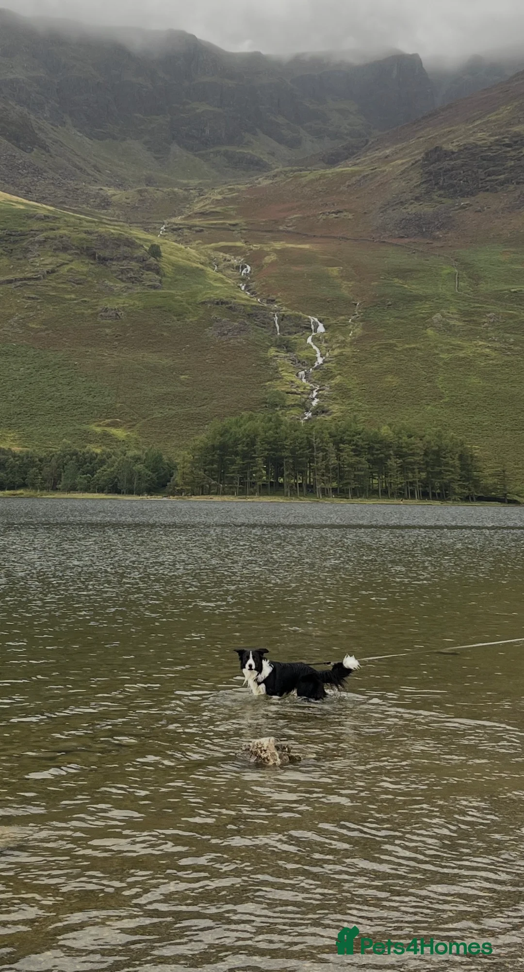 Border Collie dogs for stud: 🐾 Handsome Purebred Border Collie Stud 🐾 - Advert 12