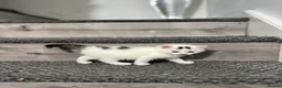 Mixed Breed cats for sale: 3 gorgeous kittens - Advert 13