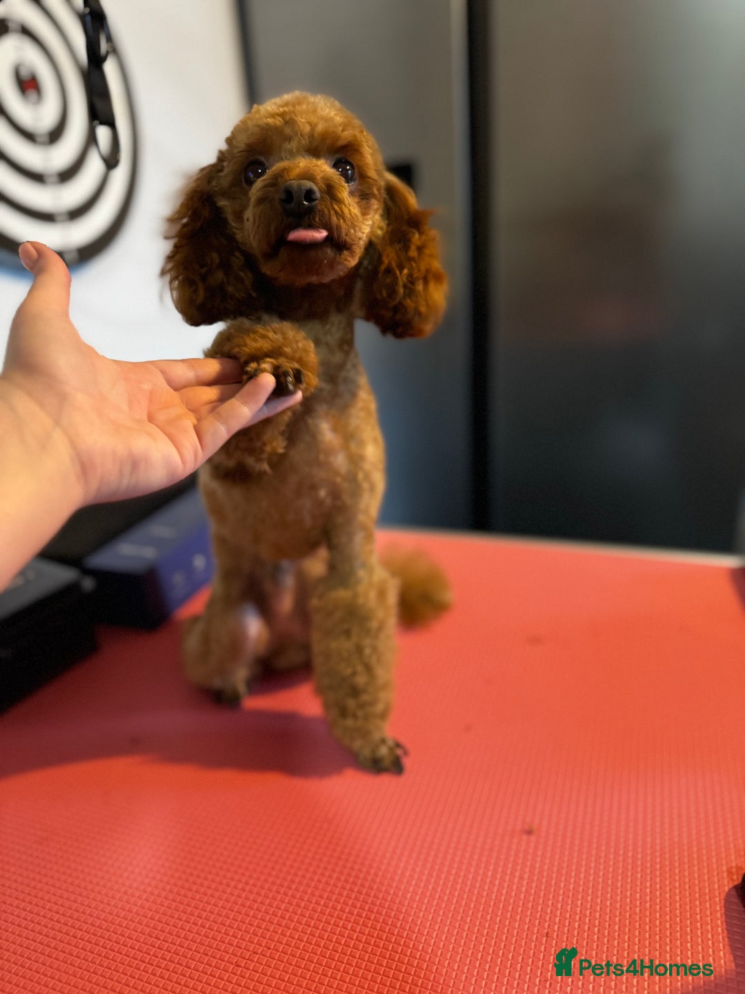 Toy Poodle dogs for stud: Vinnie the little king ❤️ - Advert 1