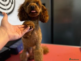 Toy Poodle dogs Vinnie the little king ❤️ - Advert 3