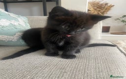 Mixed Breed cats for sale: Beautiful friendly kittens  - Image 3