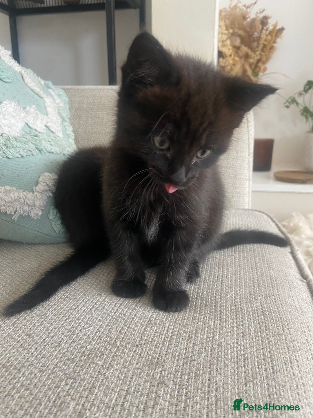 Mixed Breed cats for sale: Beautiful friendly kittens  - Image 3