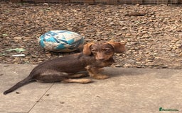 Miniature Dachshund dogs for sale: 8 months wire haired red teckel mini Daschund  - Image 1