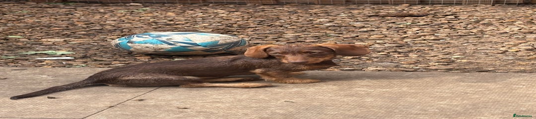 Miniature Dachshund Puppy 1