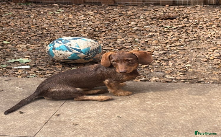 Miniature Dachshund dogs - Advert 6