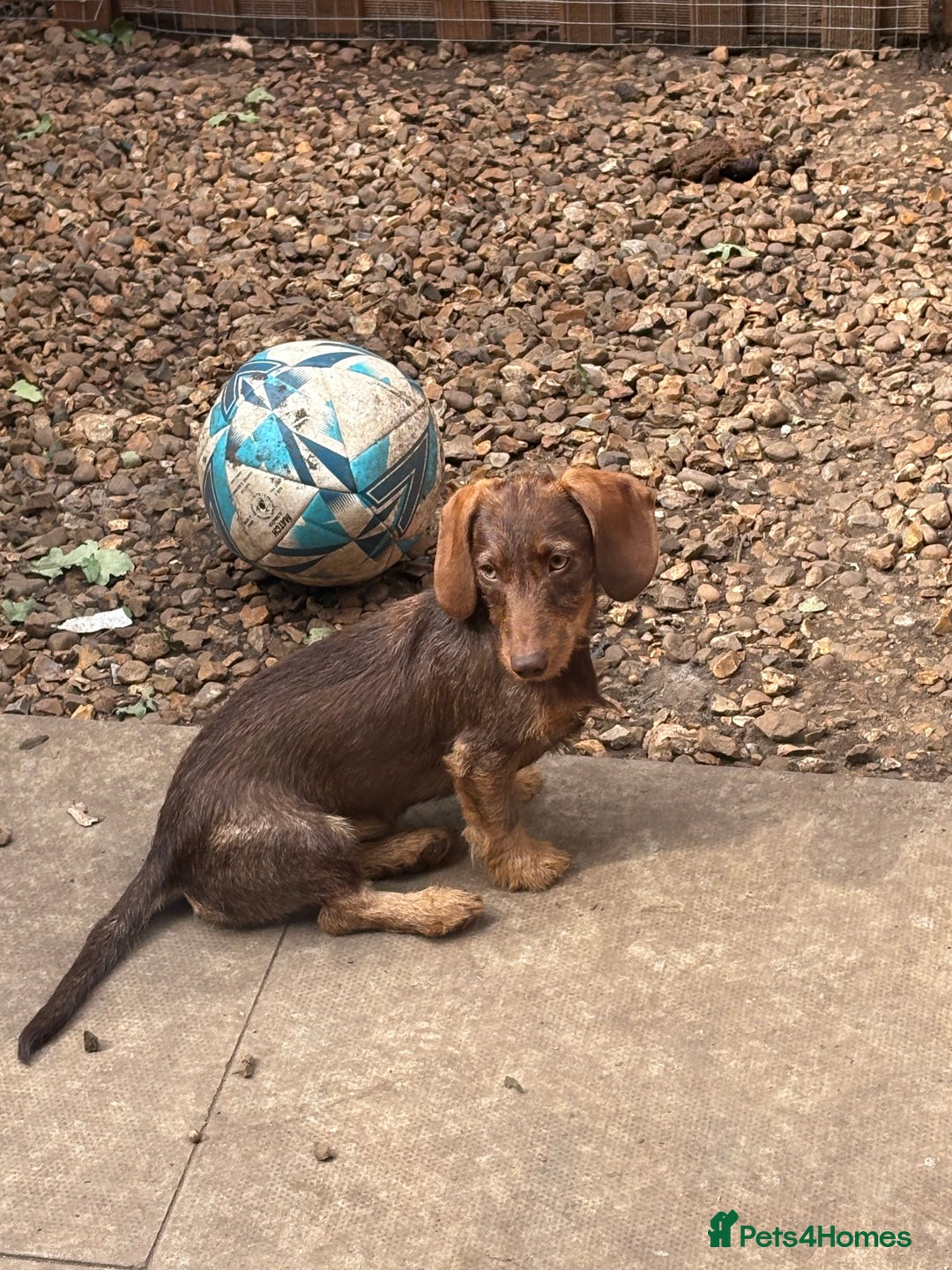 Miniature Dachshund dogs for sale: 8 months wire haired red teckel mini Daschund  - Image 1