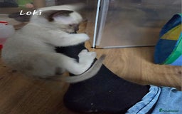 Siamese cats for sale: *1 left*Beautiful GCCF registered Siamese kittens  - Image 20