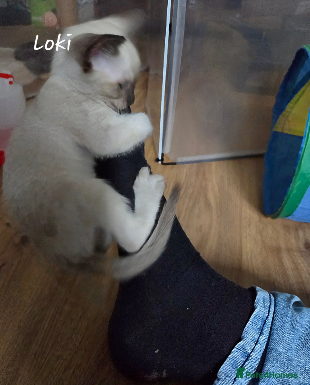 Siamese cats for sale: *1 left*Beautiful GCCF registered Siamese kittens  - Image 20
