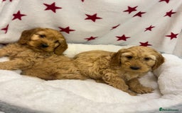 Cockapoo dogs for sale: Cockapoo puppies for sale - Image 1