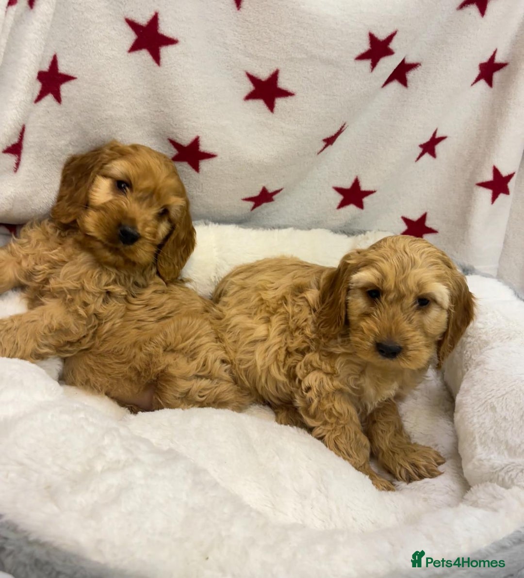 Cockapoo dogs for sale: Cockapoo puppies for sale - Image 1