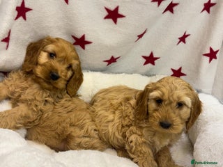 Cockapoo dogs - Advert 1