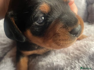 Mixed Breed dogs Doxie poo stunning puppies - Advert 1