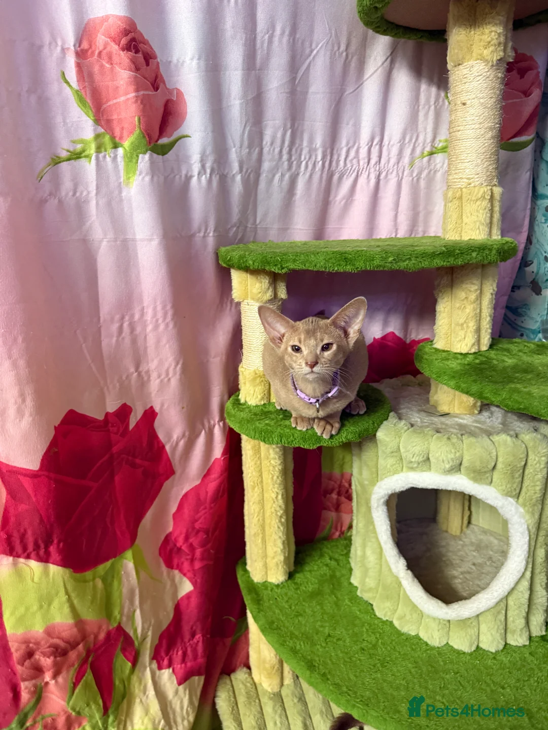 Abyssinian cats for sale: Ready for a new home - Advert 6