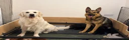Golden Shepherd dogs for sale: ⭐ Golden Shepherd Puppies | ENS & ESI Raised ⭐ - Advert 1