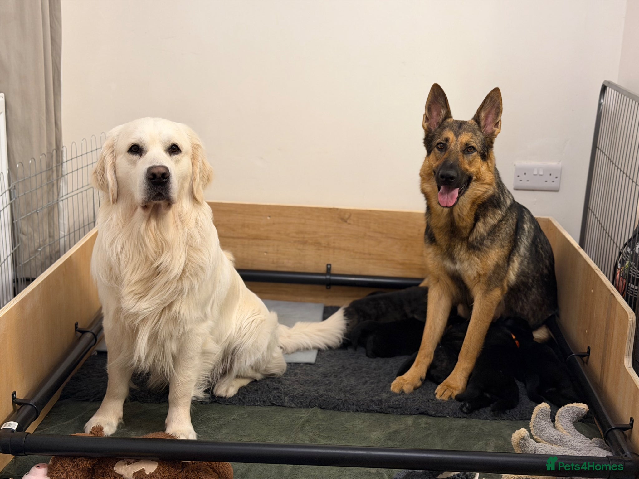Golden Shepherd dogs ⭐ Golden Shepherd Puppies | ENS & ESI Raised ⭐ - Advert 2