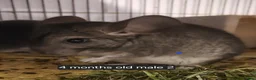 Chinchilla rodents for sale: Young males chinchillas . Home reared  - Advert 2