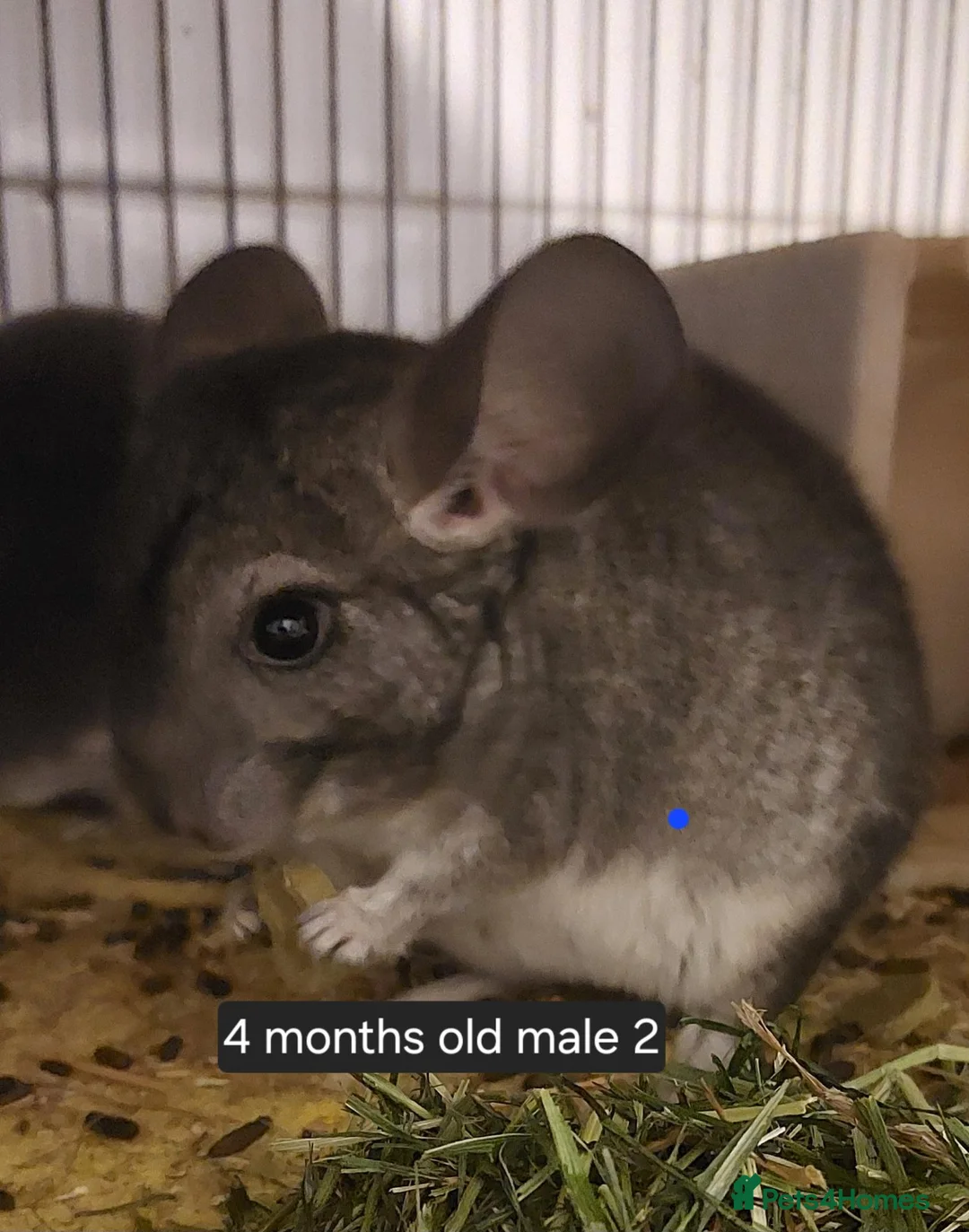 Chinchilla rodents for sale: Young males chinchillas . Home reared  - Advert 2
