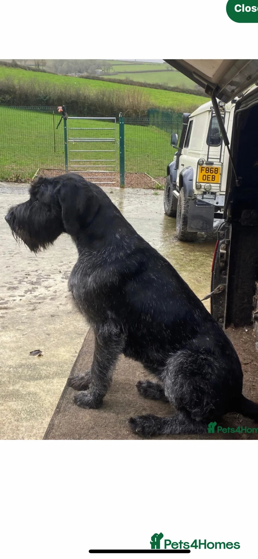 German Wirehaired Pointer dogs for sale: German wire hair pointer - Advert 1