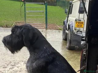 German Wirehaired Pointer dogs German wire hair pointer - Advert 3