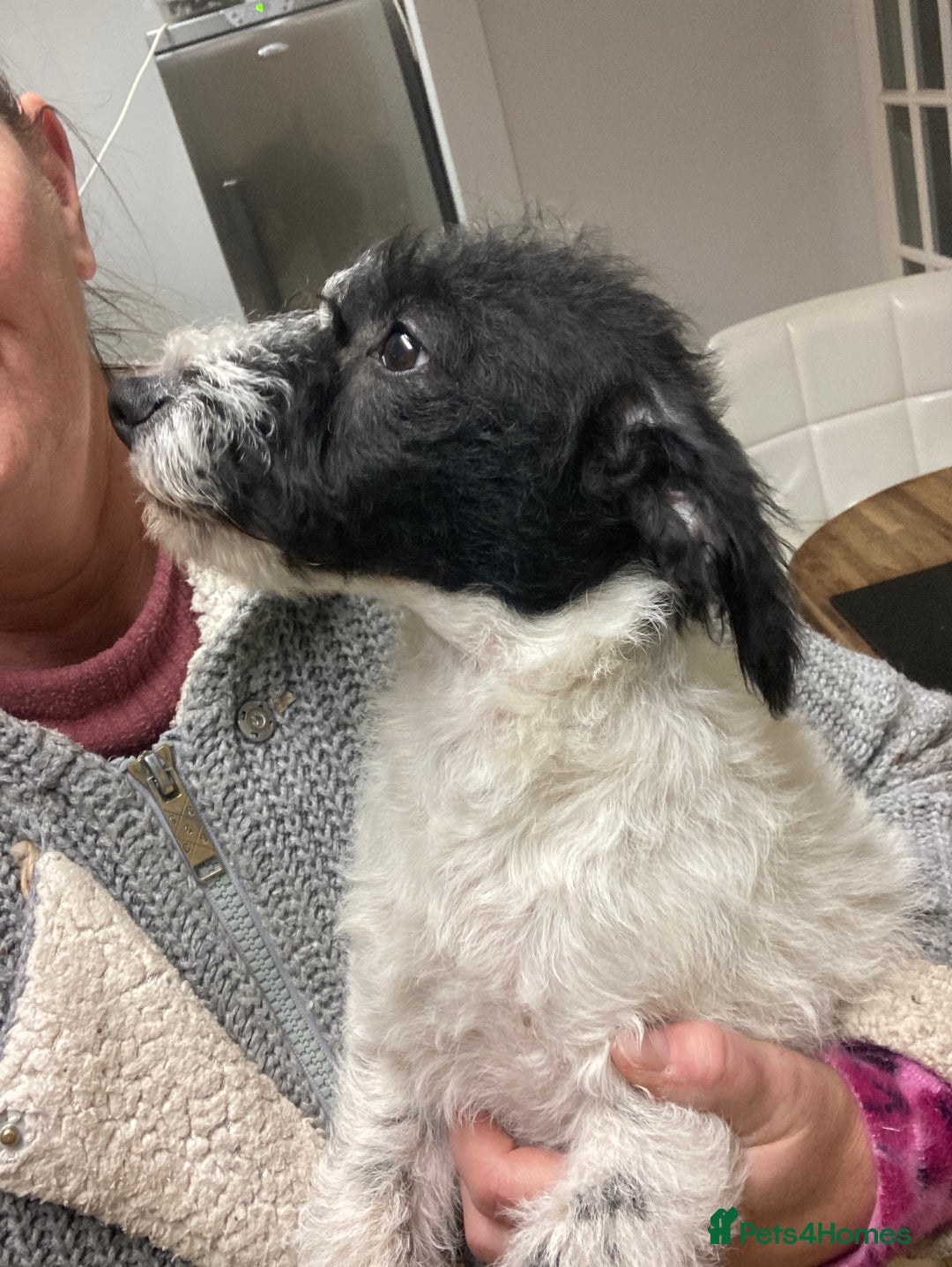 Jackapoo dogs for sale: @@GORGEOUS JACKAPOO PUPPIES@@ - Advert 13