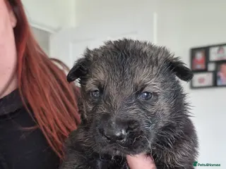 German Shepherd dogs German Shepherd puppies - Advert 2