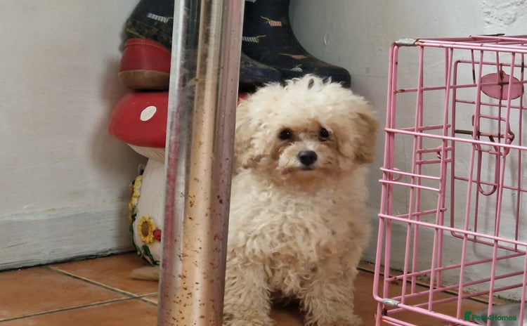 Cavapoo dogs - Advert 1