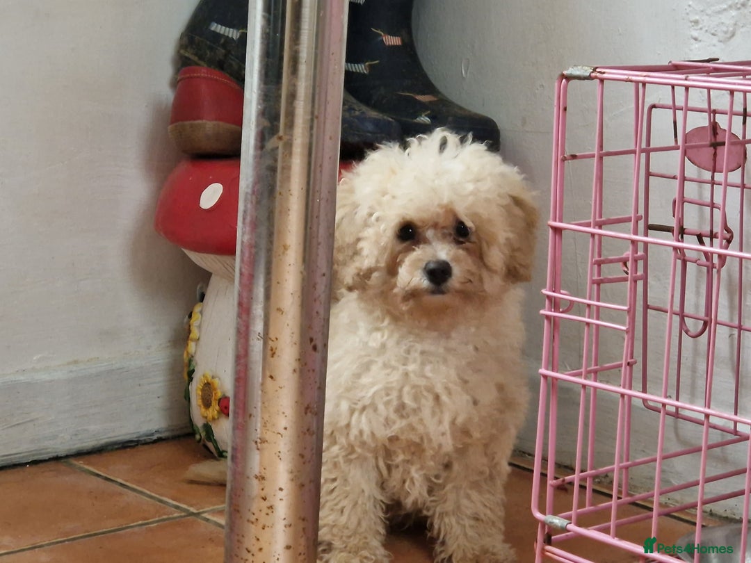 Cavapoo dogs for sale: Cavapoo  - Image 1