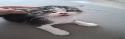 Domestic Shorthair cats for sale: Kittens - Advert 8