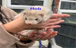 Ferret rodents for sale: Ferret kits and adults of va ages read descr  - Image 10