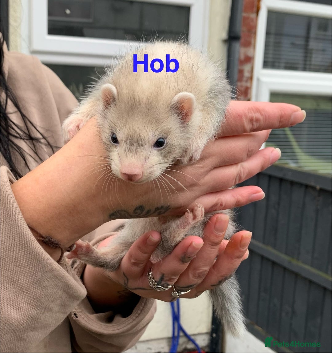 Ferret rodents for sale: Ferret kits and adults of va ages read descr  - Image 10