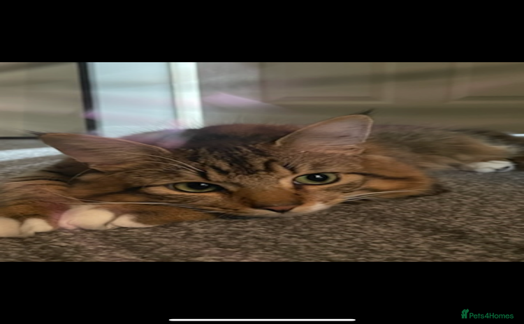 Mixed Breed cats - Advert 1