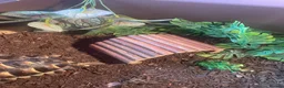 Tortoise reptiles for sale: greek tortoise with house + accessories - Advert 11