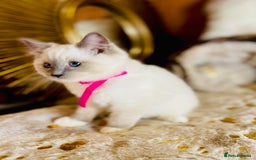 Ragdoll cats for sale: QUALITY GCCF RAGDOLLS KITTENS READY NOW  - Image 40