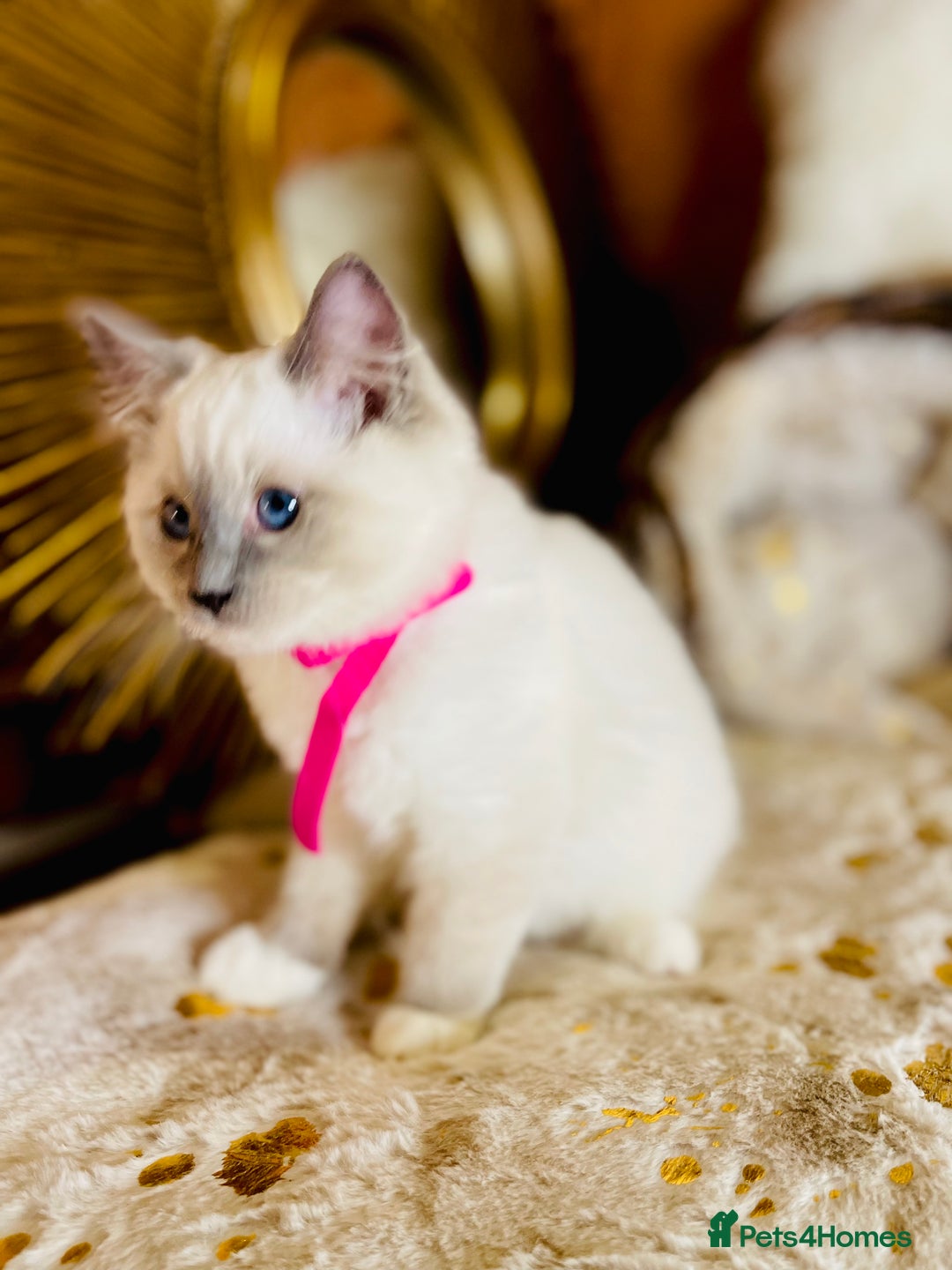 Ragdoll cats for sale: QUALITY GCCF RAGDOLLS KITTENS READY NOW  - Image 40