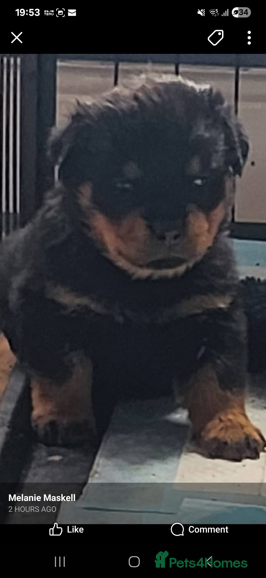 Rottweiler dogs for sale: Top quality European bloodlines rottweiler Puppies - Image 5