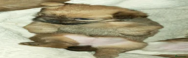 Mixed Breed 2
