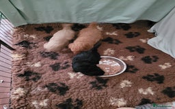 Toy Poodle dogs for sale: Toy poodle boys - Image 4