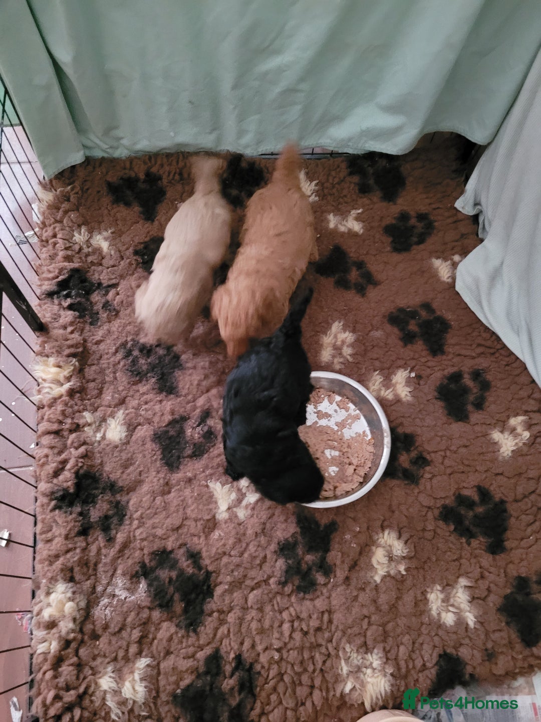 Toy Poodle dogs for sale: Toy poodle boys - Image 4