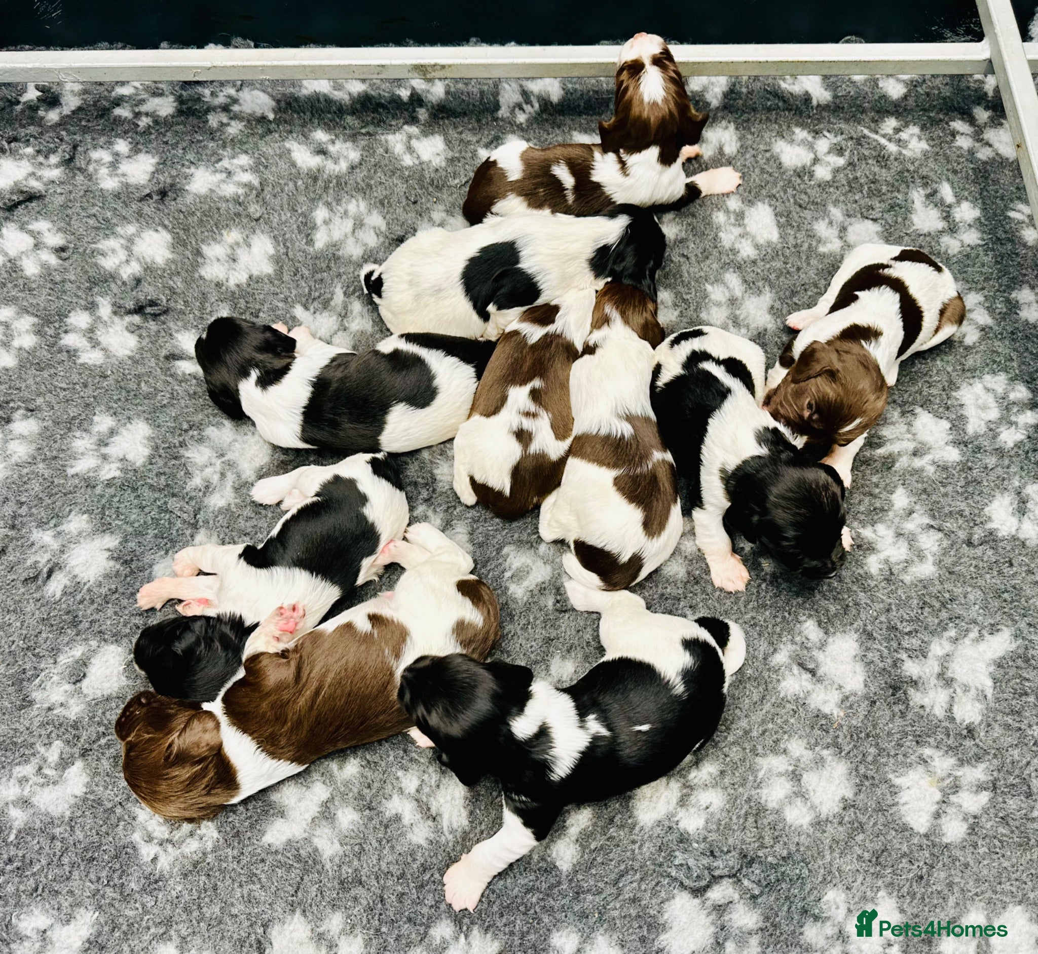 English Springer Spaniel dogs KC FTCH English Springer Spaniel Puppies - Advert 2