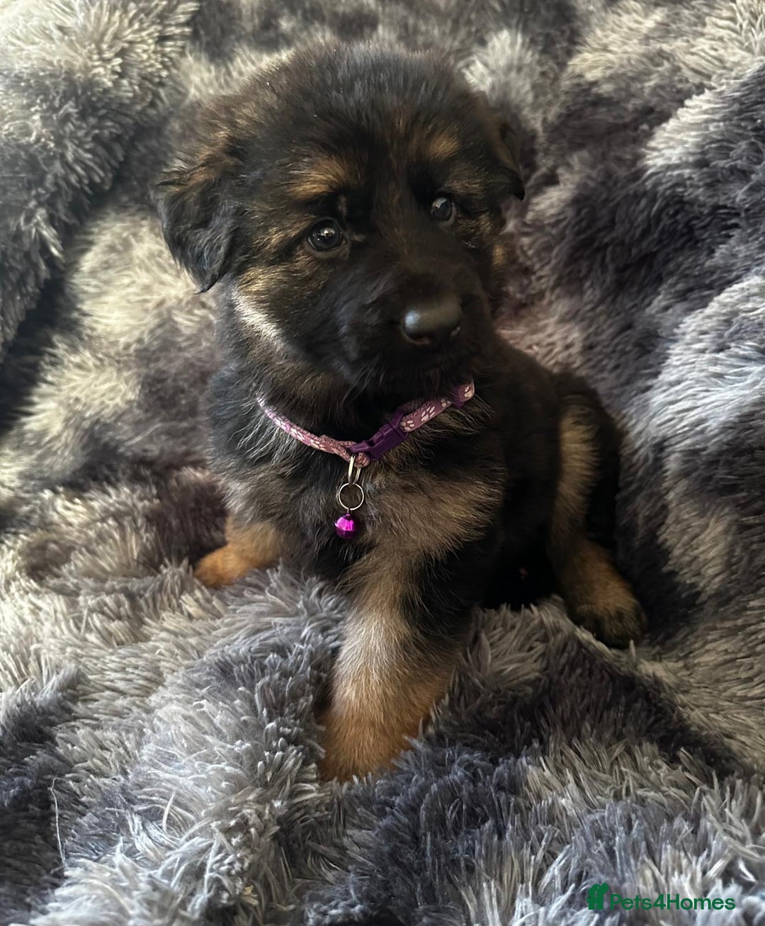 German Shepherd dogs for sale: READY TO LEAVE German shepherd puppies - Advert 2