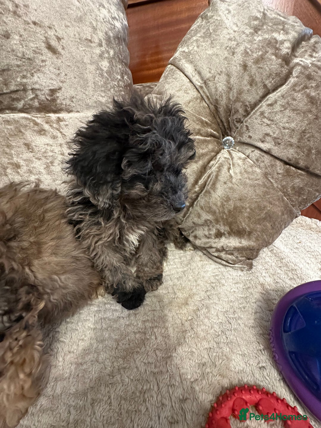 Cockapoo dogs for sale: Cockapoo puppies ready now  - Advert 19