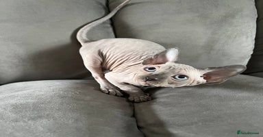 Sphynx cats - Advert 5